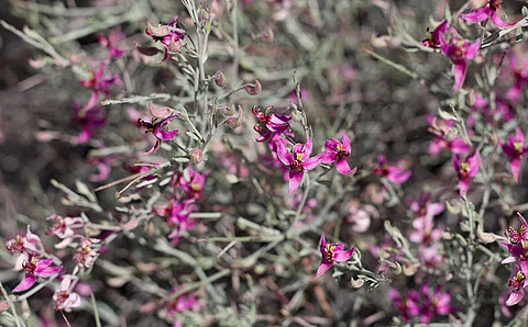 Ratanhiastrauch