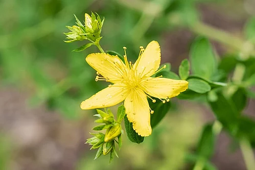 Johanniskraut, Hypericum perforatum