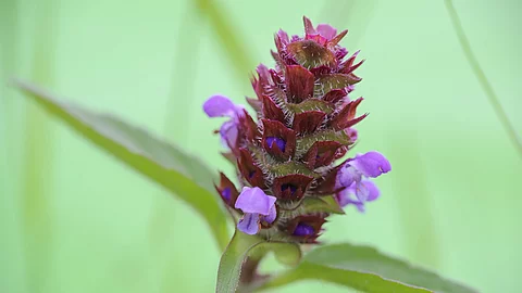 Blüte der Braunelle