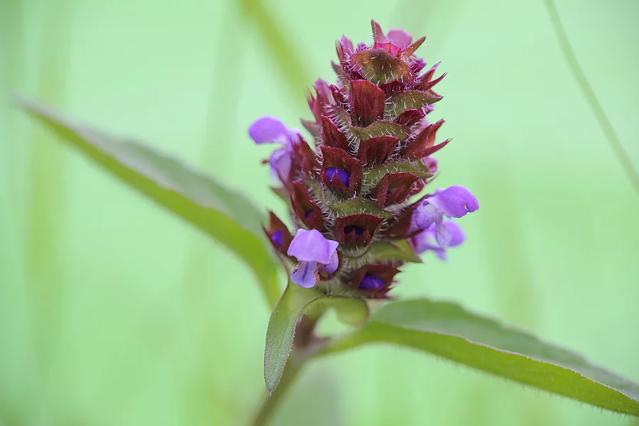 Blüte der Braunelle