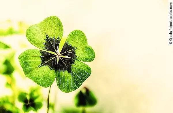 Vierblättriges Kleeblatt, Glück