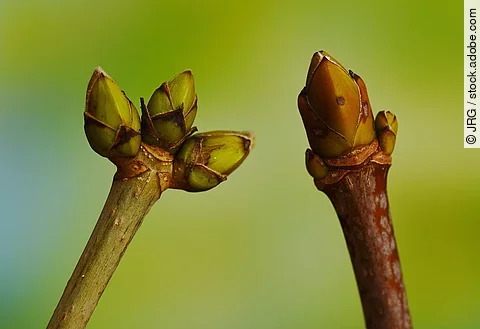 Symbolbild Gemmotherapie: Knospen eines Berg-Ahorn