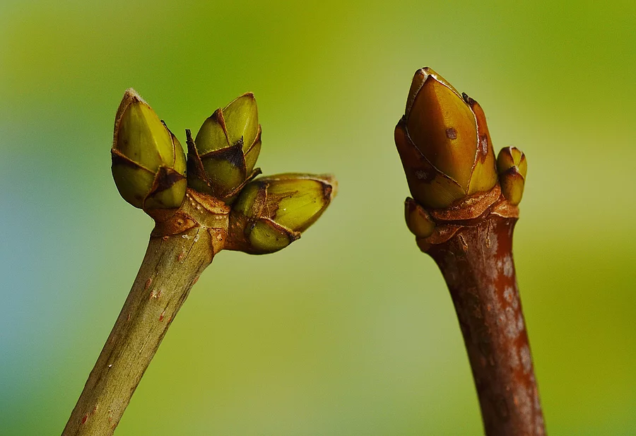 Symbolbild Gemmotherapie: Knospen eines Berg-Ahorn