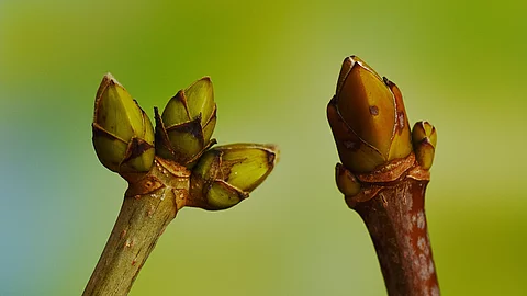 Symbolbild Gemmotherapie: Knospen eines Berg-Ahorn