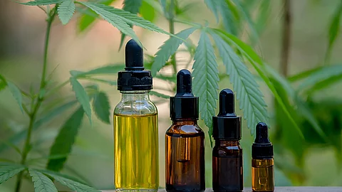 CBD-Öle vor Hanfpflanze