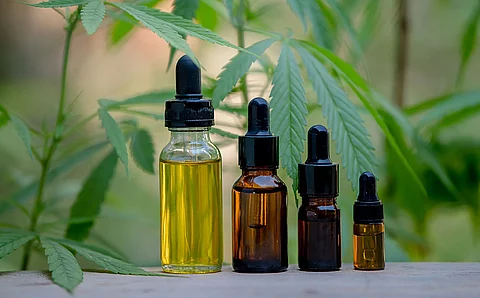 CBD-Öle vor Hanfpflanze