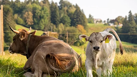 Kuh mit Kalb auf der Weide