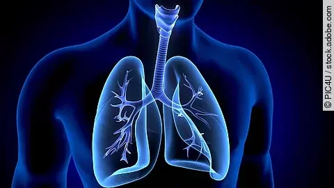 Illustration: Lunge im menschlichen Körper