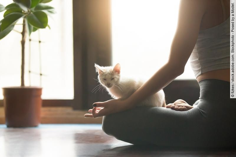 Junge Frau meditiert im Lotussitz im Morgenlicht mit Katze