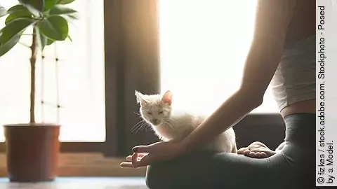 Junge Frau meditiert im Lotussitz im Morgenlicht mit Katze