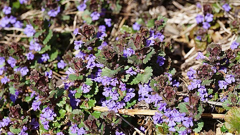 Violett-blühender Gundermann