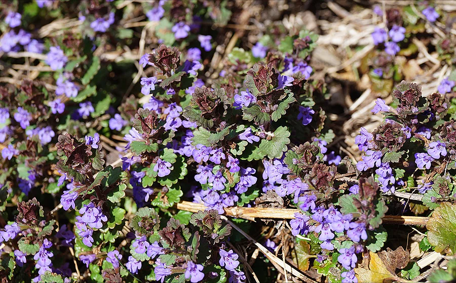 Violett-blühender Gundermann