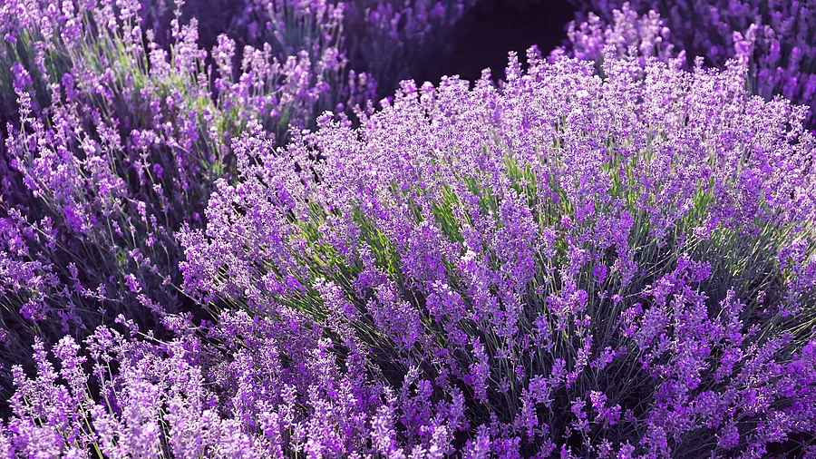 Blühender Lavendel