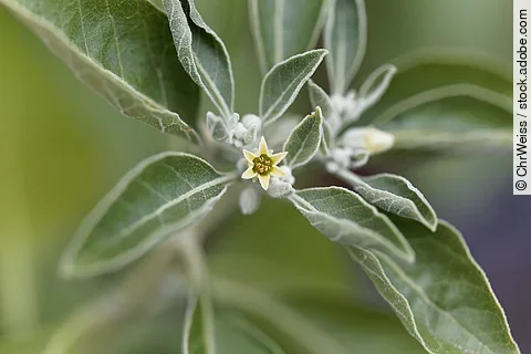 Withania somnifera, Blüte von Ashwagandha