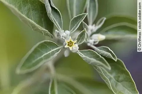 Withania somnifera, Blüte von Ashwagandha