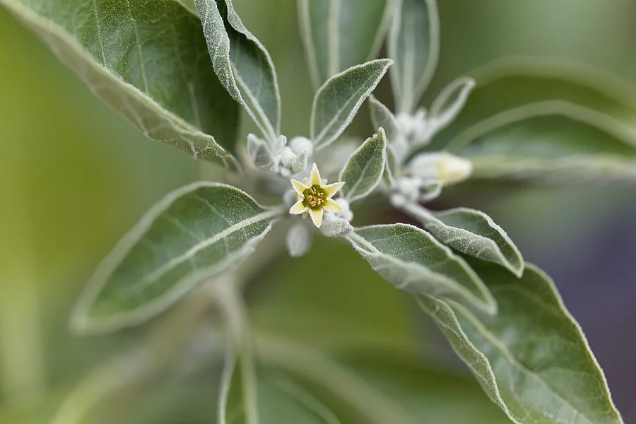 Withania somnifera, Blüte von Ashwagandha
