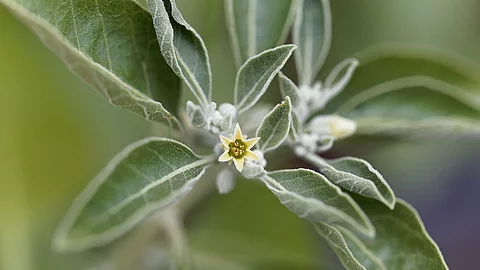 Flower of an ashwagandha plant, Withania somnifera Withania somnifera, Blüte von Ashwagandha