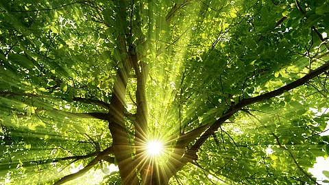 Sonne strahlt durch Baumkrone