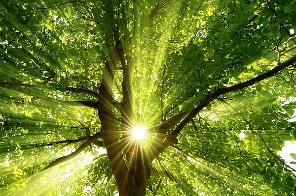 Sonne strahlt explosiv durch den Baum Sonne strahlt durch Baumkrone