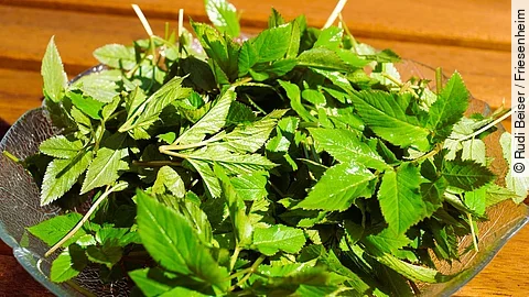 frisch gepflückter Giersch auf einer Glasschale