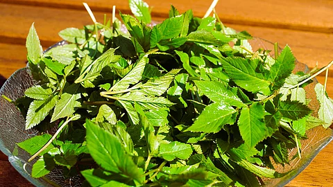 frisch gepflückter Giersch auf einer Glasschale