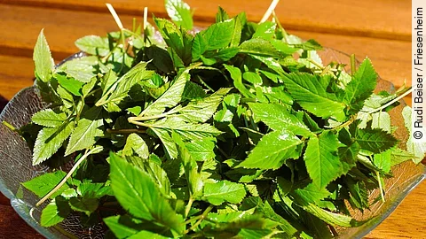 frisch gepflückter Giersch auf einer Glasschale