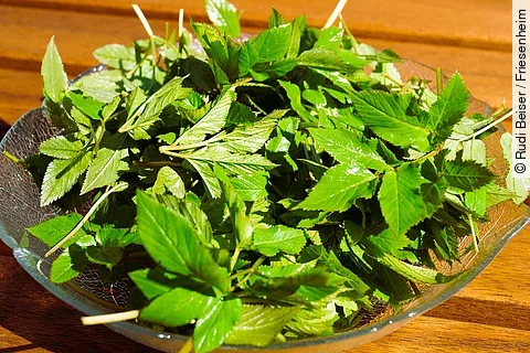 frisch gepflückter Giersch auf einer Glasschale