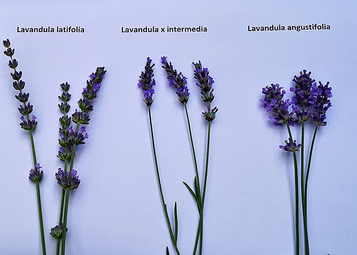 3 Lavendel-Arten nebeneinander
