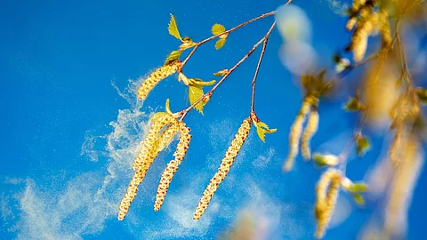 Baum verliert Pollen.