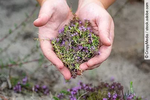 Frau hält getrockneten Thymian in beiden Händen.