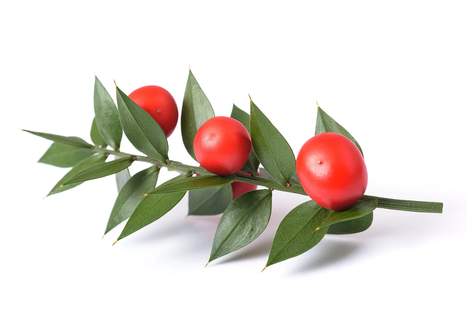 Butcher's broom with berries