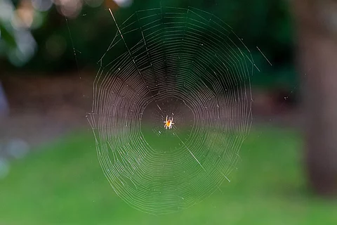 Spinne im Spinnennetz