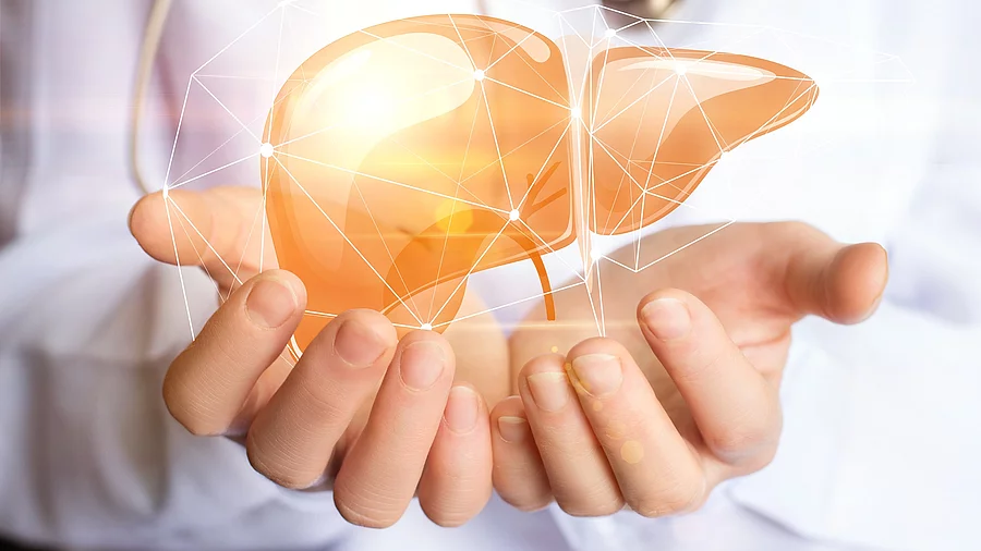 Hände halten ein Lebermodell