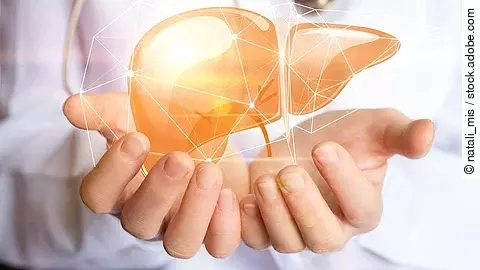 Hände halten ein Lebermodell