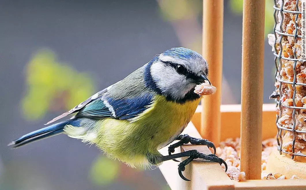 Vogel in einem Vogelhäuschen mit Futterquelle