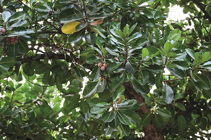 Calophyllum-Baum mit vielen grünen Blättern.
