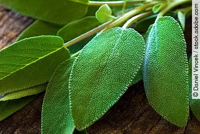 frische Salbeiblätter auf Holzuntergrund