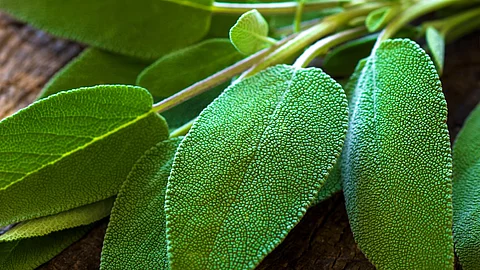 frische Salbeiblätter auf Holzuntergrund