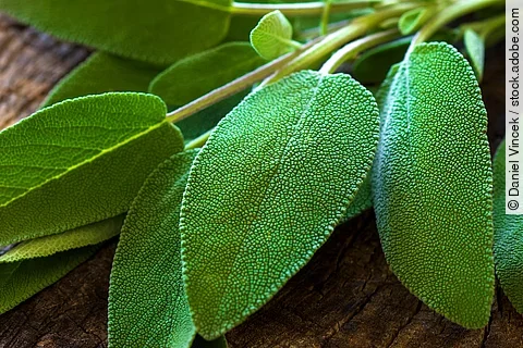 frische Salbeiblätter auf Holzuntergrund