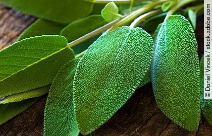 frische Salbeiblätter auf Holzuntergrund