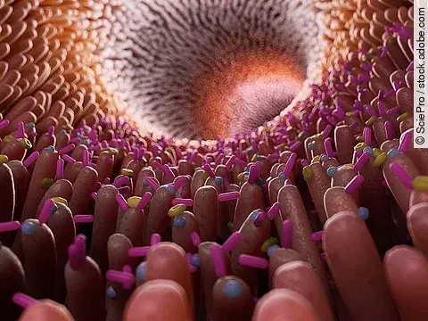 Illustration: Darmschleimhaut, Darmbakterien, Darmmikrobiom