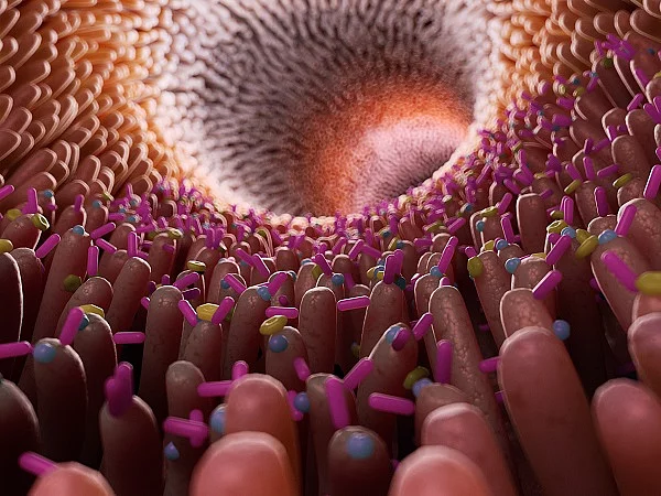 3d rendered medically accurate illustration of bacteria inside of the intestine Illustration: Darmschleimhaut, Darmbakterien, Darmmikrobiom