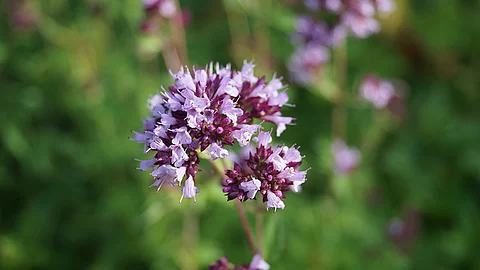 Dost-Pflanze mit violetten Blüten vor verschwommenem grünem Hintergrund