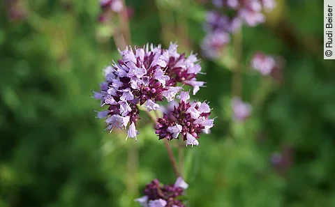 Dost-Pflanze mit violetten Blüten vor verschwommenem grünem Hintergrund