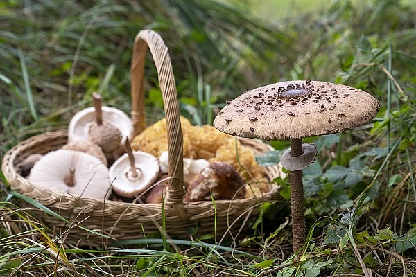 Korb mit Pilzen steht auf dem Waldboden. 