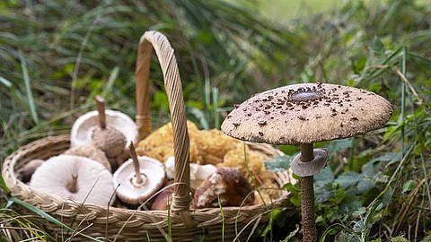 Korb mit Pilzen steht auf dem Waldboden. 