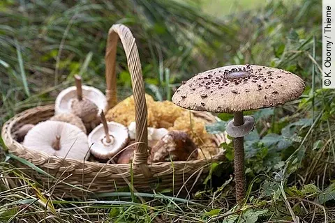 Korb mit Pilzen steht auf dem Waldboden. 