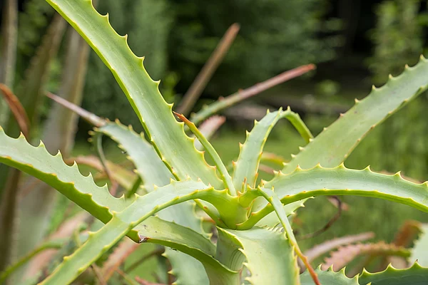 Aloe vera in der Onkologie  Natrlich