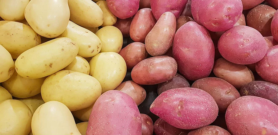 Eine Menge von 2 verschiedenen Kartoffelsorten nebeneinander in Gelb und Lila Farben