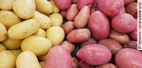 Eine Menge von 2 verschiedenen Kartoffelsorten nebeneinander in Gelb und Lila Farben